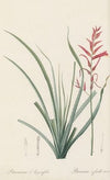 Pitcairnia angustifolia (1802-1816)