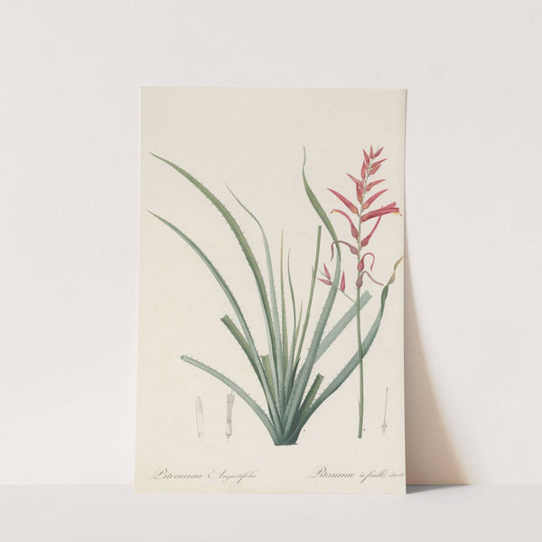 Pitcairnia angustifolia (1802-1816) by Pierre Joseph Redouté
