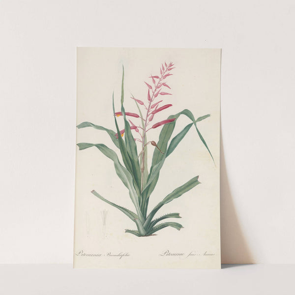 Pitcairnia bromeliaefolia (1802-1816) by Pierre Joseph Redouté