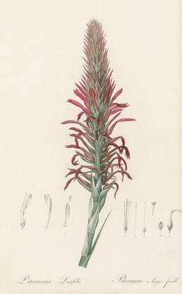 Pitcairnia latifolia (1802-1816)