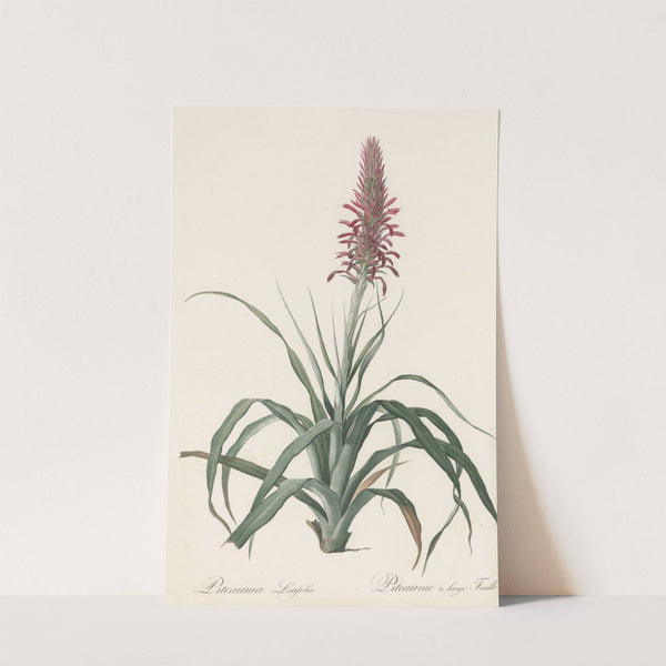 Pitcairnia latifolia (1802-1816) by Pierre Joseph Redouté