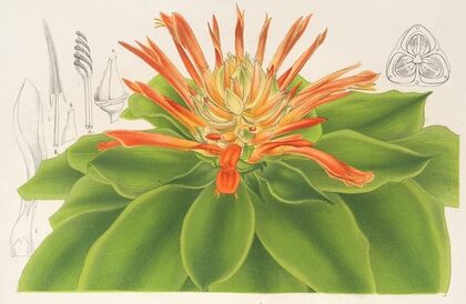 Pitcairnia tabulæformis