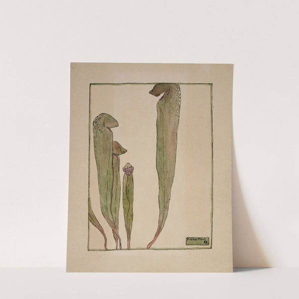 Pitcher Plant by Hannah Borger Overbeck