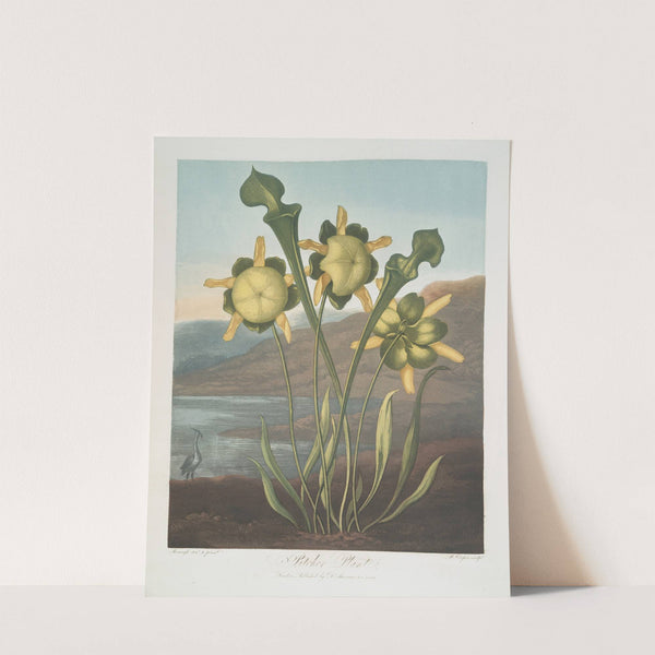 Pitcher Plant by Robert John Thornton