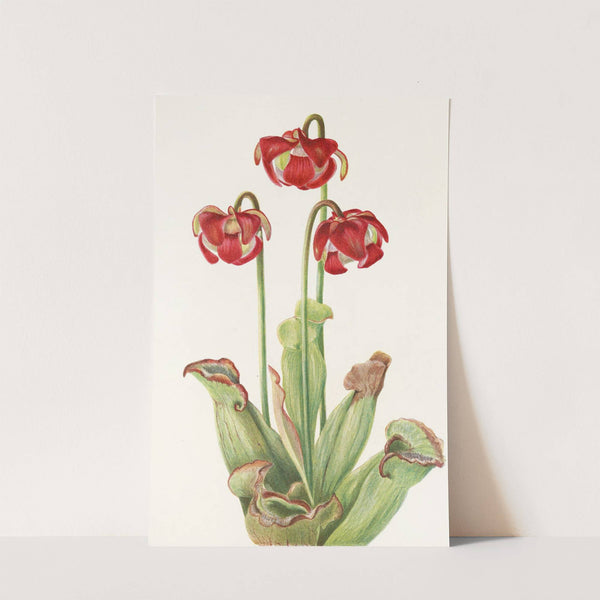 Pitcherplant (Sarracenia purpurea) (1925) by Mary Vaux Walcott
