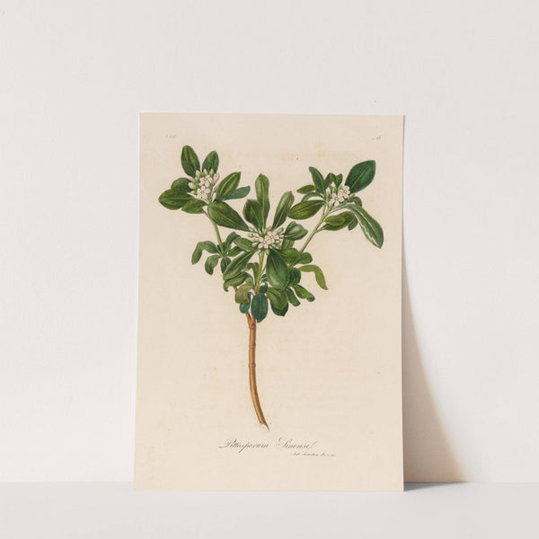 Pittosporum Sinense (1818-1824) by Gaetano Savi