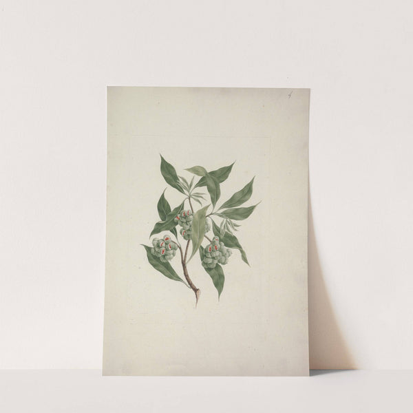 Pittosporum viridiflorum Sims (pittosporum) by Luigi Balugani