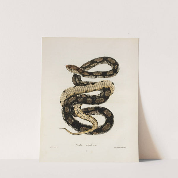 Pituophis melanoleucus. by John Edwards Holbrook