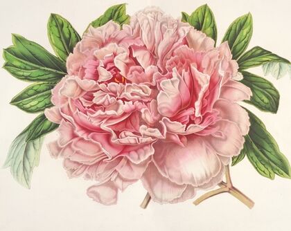 Pivoine Alexandre II