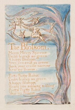 Pl. 17 – The Blossom