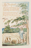 Pl. 21 – The Shephard