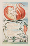 Pl. 4 – Infant Joy
