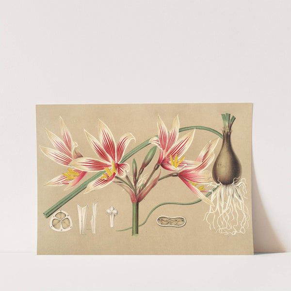 Placea grandiflora by Charles Antoine Lemaire