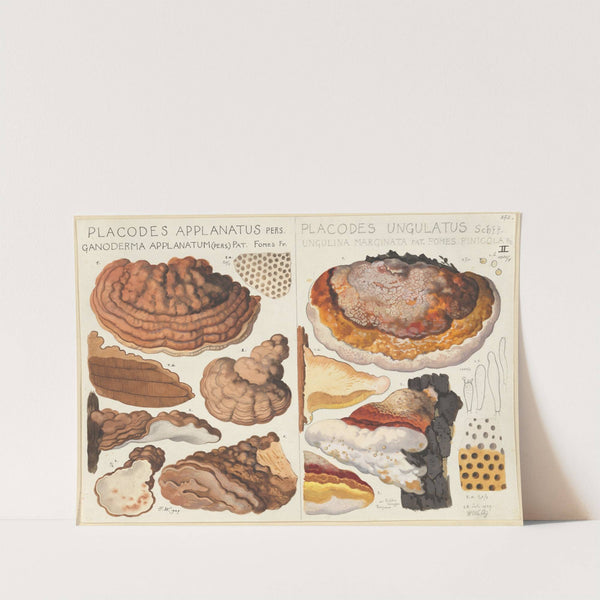 Placodes applanatus, Placodes ungulatus (1915-1945) by Hans Walty