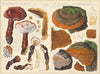 Placodes lucidus, Placodes igniarus (1915-1945)