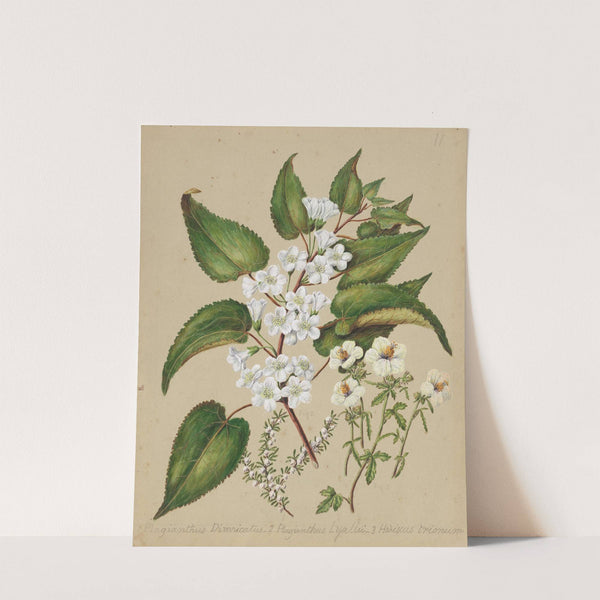 Plagianthus divaricatus; Plagianthus lyallii; Hibiscus trianium by Sarah Featon