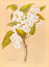 Plagianthus Lyallii