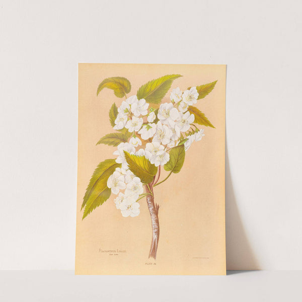 Plagianthus Lyallii by Georgina Burne Hetley