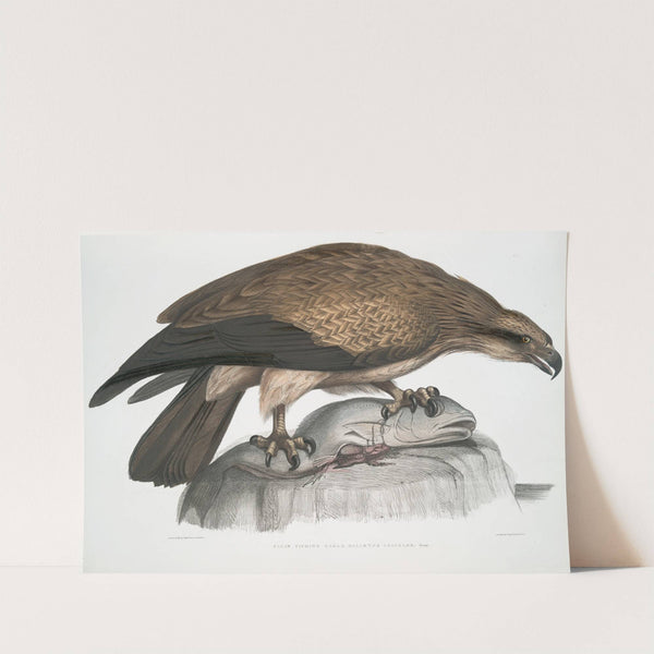 Plain Fishing Eagle, Haliætus unicolor. by John Edward Gray