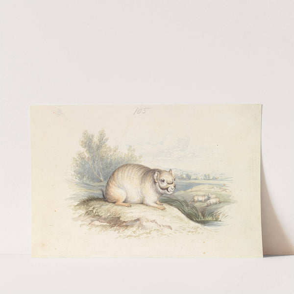 Plains Viscacha (1837) by Charles Hamilton Smith