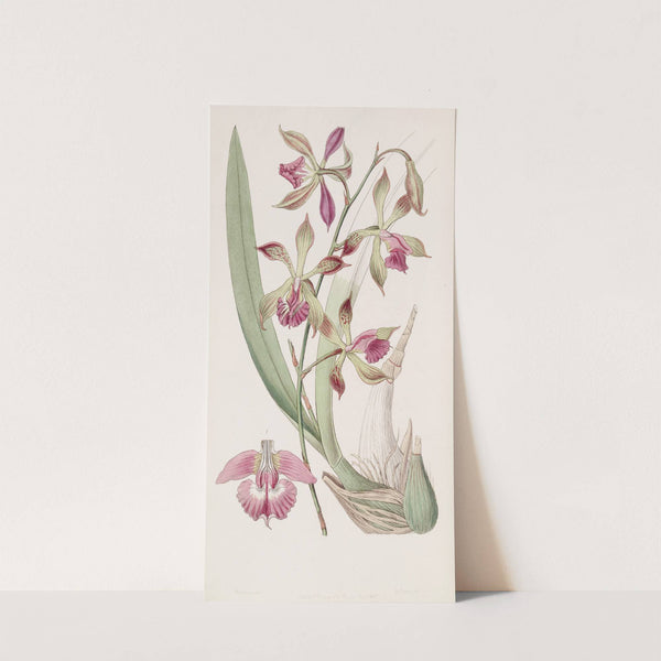 Plaited-lipped Epidendrum by Sydenham Edwards