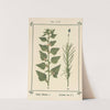 Plant-atlas to 'My water-cure' Pl.02 by Sebastian Kneipp