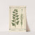 Plant-atlas to 'My water-cure' Pl.02 by Sebastian Kneipp