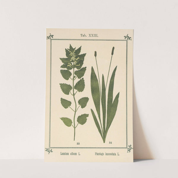 Plant-atlas to 'My water-cure' Pl.03 by Sebastian Kneipp
