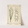 Plant-atlas to 'My water-cure' Pl.05 by Sebastian Kneipp