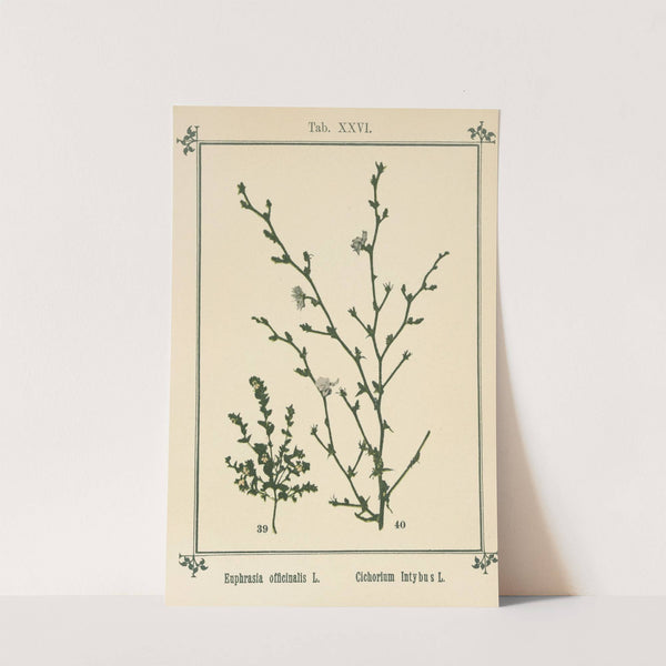 Plant-atlas to 'My water-cure' Pl.06 by Sebastian Kneipp