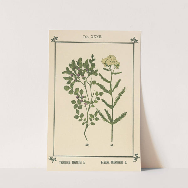 Plant-atlas to 'My water-cure' Pl.12 by Sebastian Kneipp