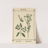 Plant-atlas to 'My water-cure' Pl.16 by Sebastian Kneipp