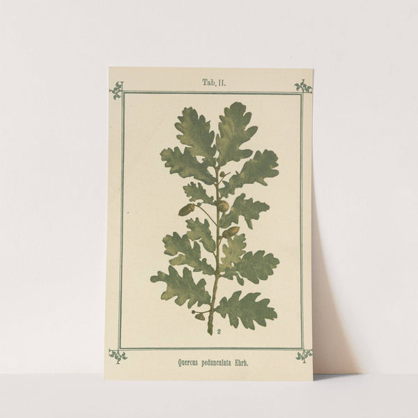 Plant-atlas to 'My water-cure' Pl.22 by Sebastian Kneipp