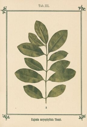 Plant-atlas to ‘My water-cure’ Pl.23