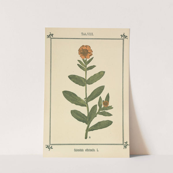 Plant-atlas to 'My water-cure' Pl.28 by Sebastian Kneipp