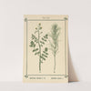 Plant-atlas to 'My water-cure' Pl.39 by Sebastian Kneipp
