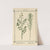 Plant-atlas to 'My water-cure' Pl.39 by Sebastian Kneipp