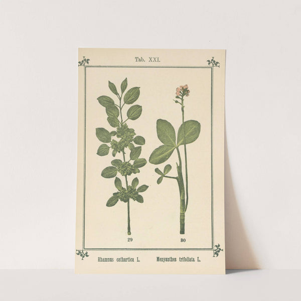 Plant-atlas to 'My water-cure' Pl.40 by Sebastian Kneipp