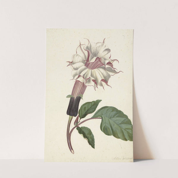 Plant Datura Fastuosa Lin. by Alida Withoos