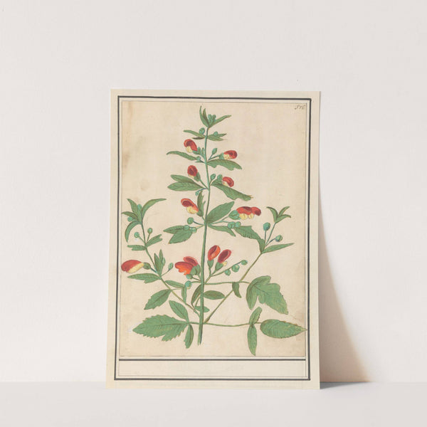 Plant met roodgele bloemen (onbekende soort) (1596-1610) by Anselmus Boëtius de Boodt