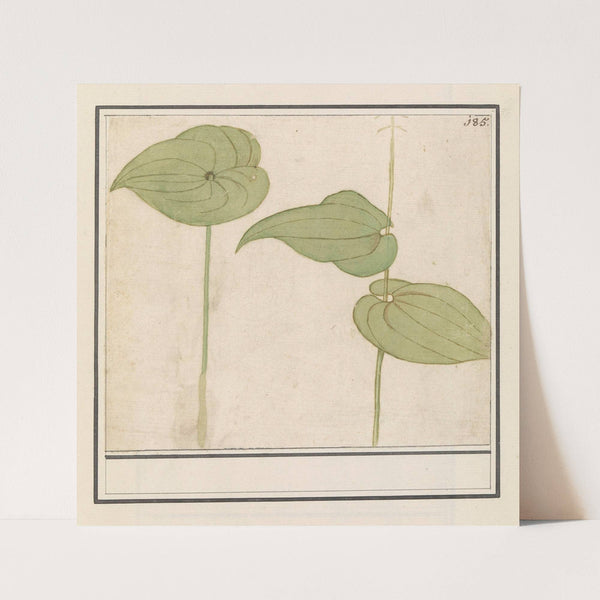 Plant (onbekende soort) (1596-1610) by Anselmus Boëtius de Boodt