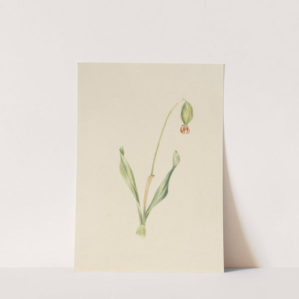 Plant Study (ca. early 1930s) by Mary Vaux Walcott