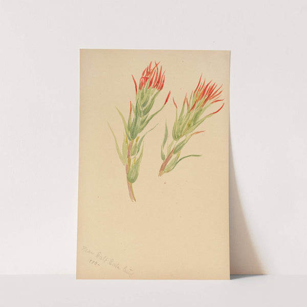 Plant Study (1883) by Mary Vaux Walcott