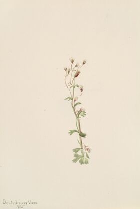 Rocky Mountain Twayblade (Ophrys necrophylla) (1919)