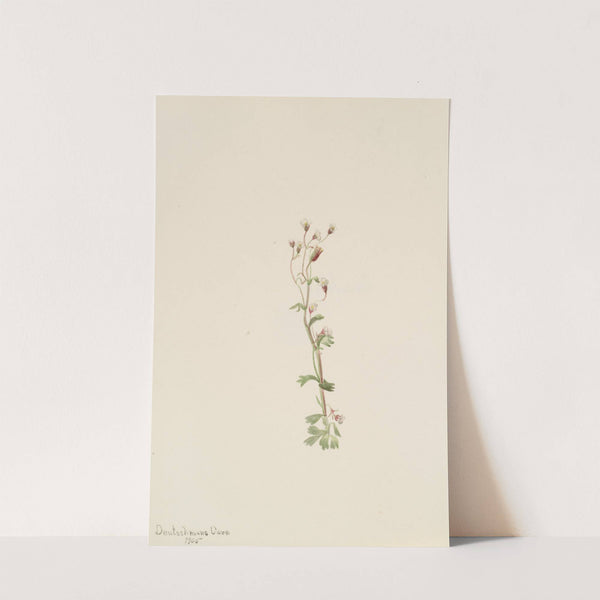 Plant Study (1905) by Mary Vaux Walcott