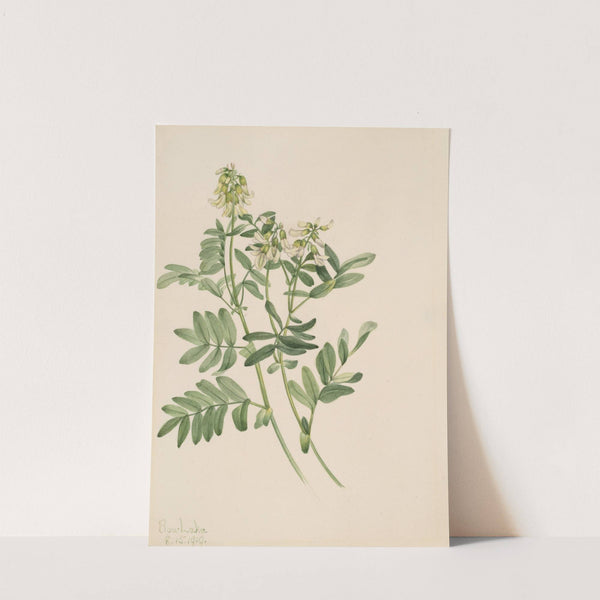 Plant Study (1919) by Mary Vaux Walcott