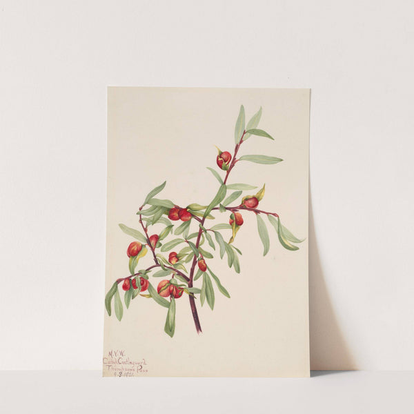 Plant Study (1921) by Mary Vaux Walcott