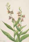 Plant Study (1929)