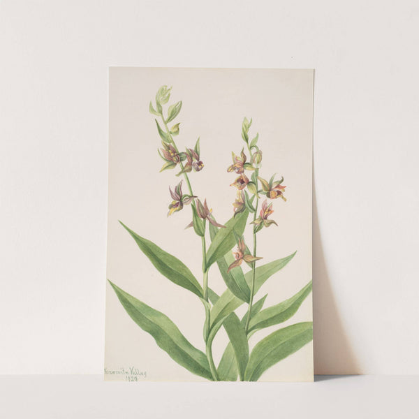 Plant Study (1929) by Mary Vaux Walcott