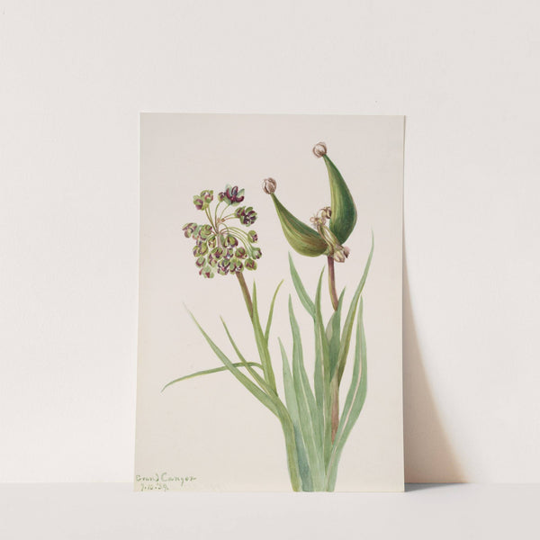 Plant Study (1939) by Mary Vaux Walcott